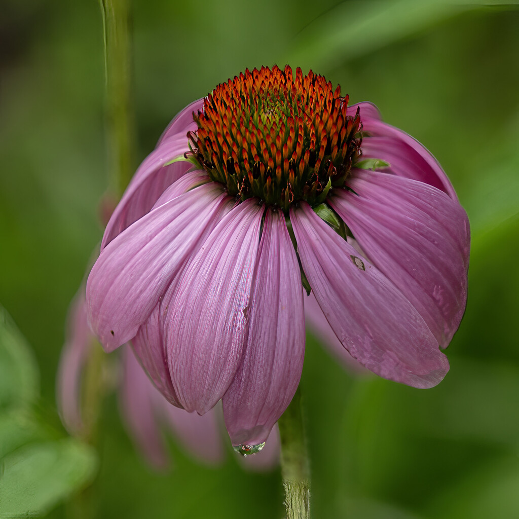 Echinacea by k9photo