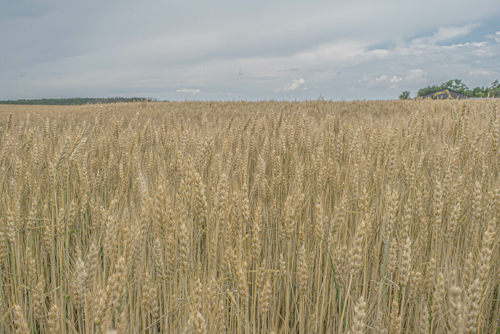 Amber waves of grain by darchibald
