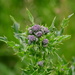 Thistle Buds by stownsend