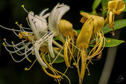 24th Jun 2023 - Honeysuckle