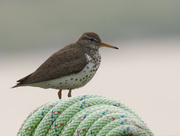 27th Jun 2023 - spotted sandpiper by a hose