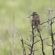 27th Jun 2023 - Song sparrow