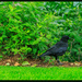 Neighborhood Crow by hjbenson