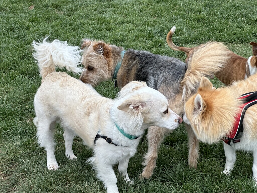 Lucy Socializing at the Dog Park by scooterd