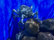 13th Jun 2023 - Crabby at the Aquarium 