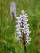 27th Jun 2023 - Common Spotted Orchid
