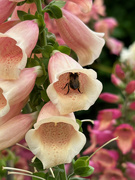 27th Jun 2023 - The Bee and the Foxglove