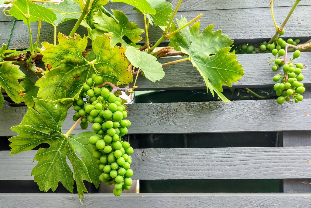 Walthamstow vines  by boxplayer