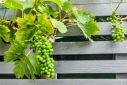 27th Jun 2023 - Walthamstow vines 