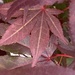 Acer Leaves  by cataylor41