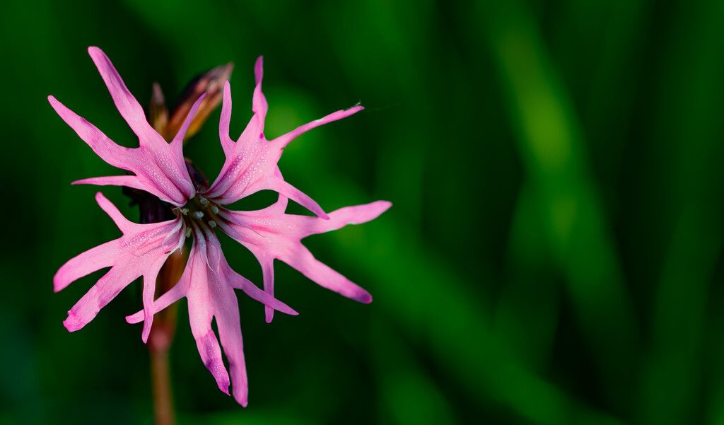 Ragged Robin Day #14 by lifeat60degrees