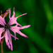 Ragged Robin Day #14 by lifeat60degrees
