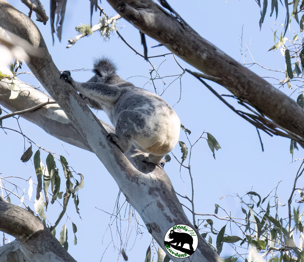 ever upwards by koalagardens