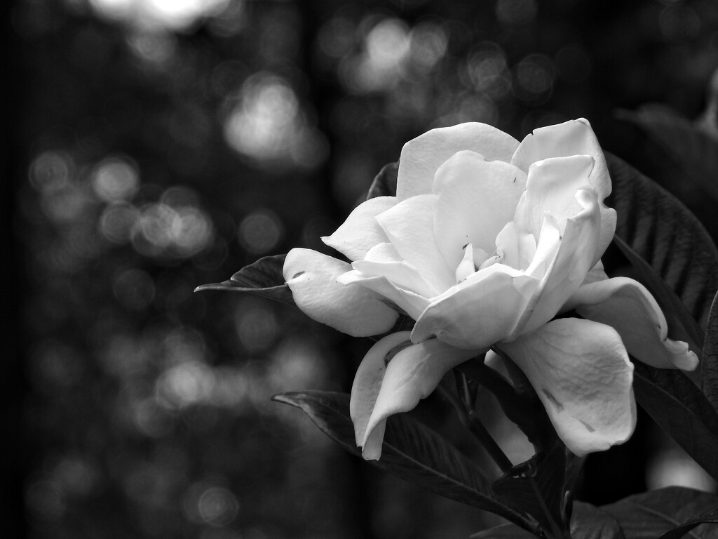 White blossom... by marlboromaam