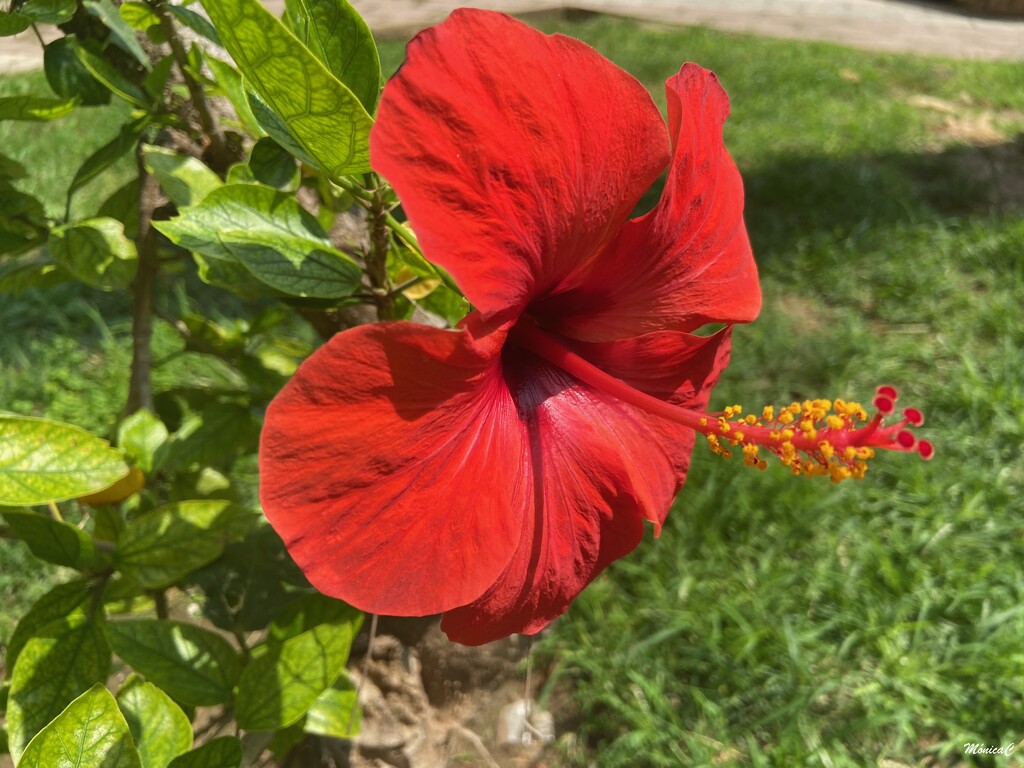 Red hibiscus by monicac