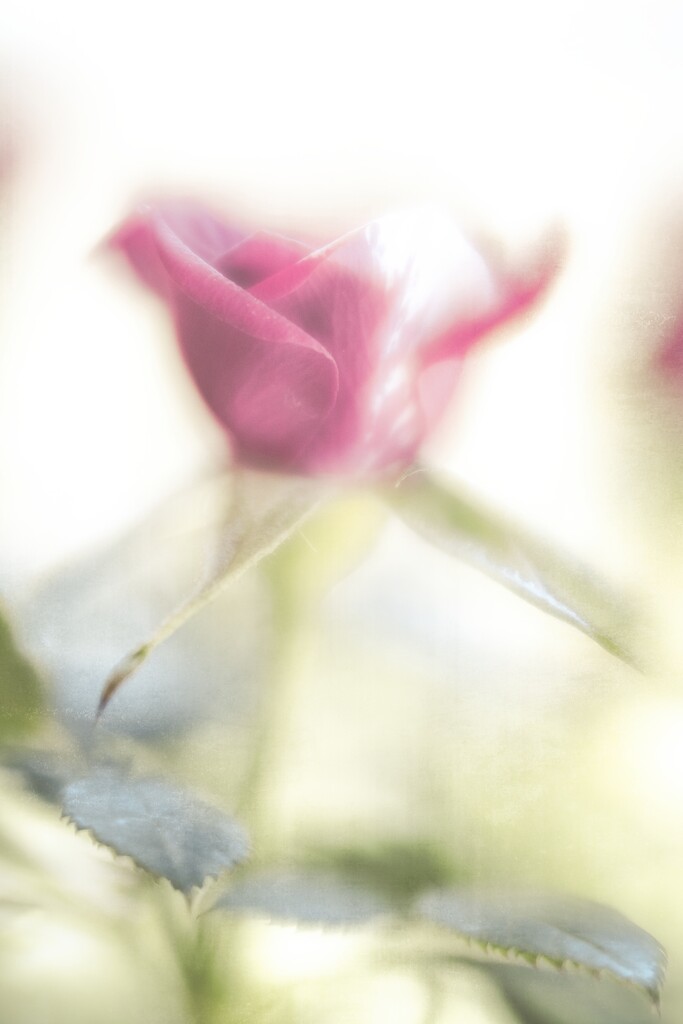 Tiny Rose 1 by careymartin