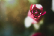27th Jun 2023 - Tiny Rose 2