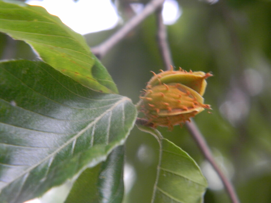 Beech Tree Nut by sfeldphotos