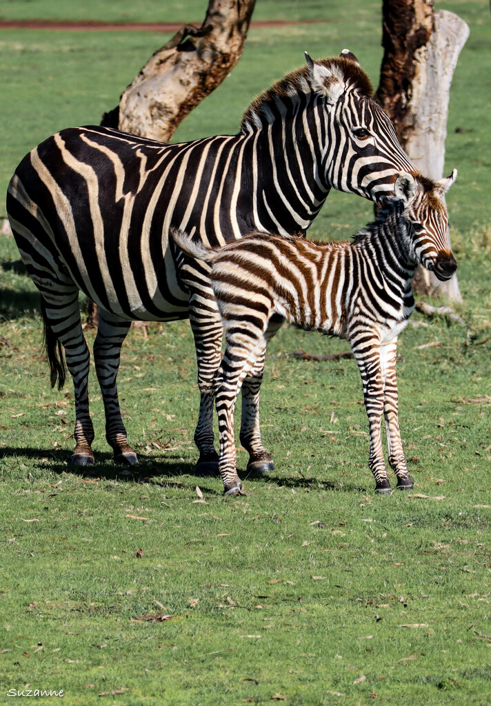 Zebra foal by ankers70
