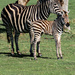 Zebra foal by ankers70
