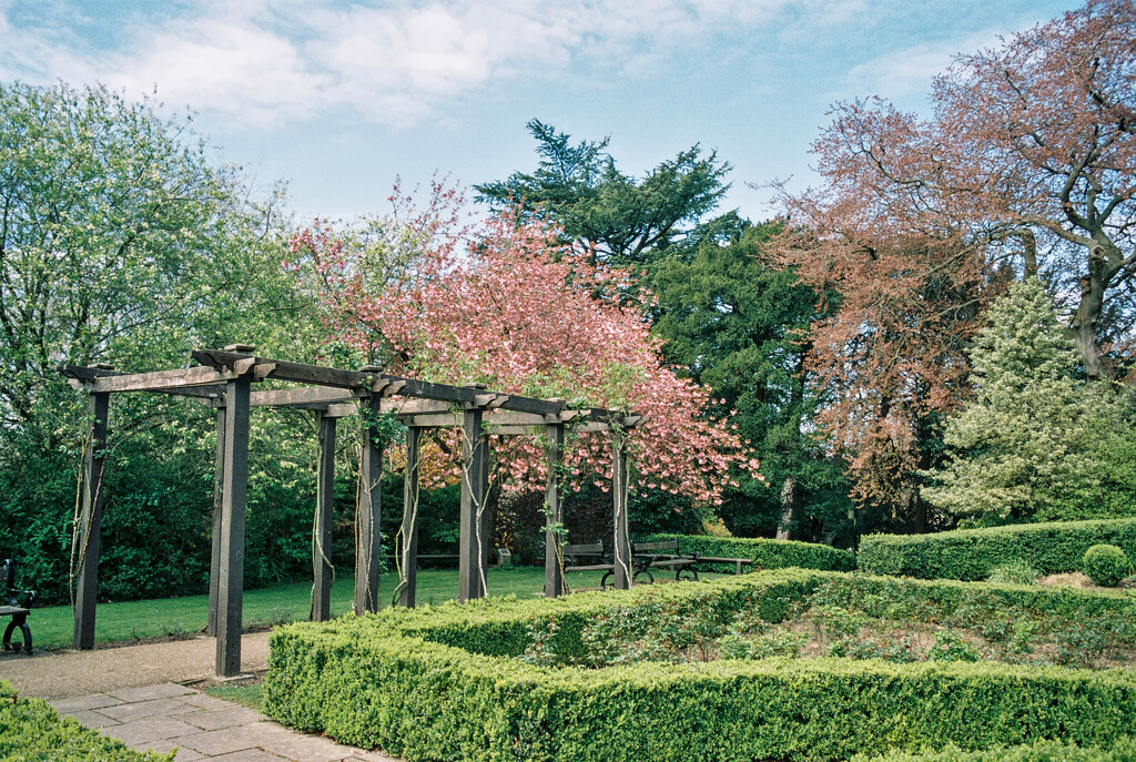 I Shoot Film : Duck Park Rose Garden In Spring by phil_howcroft
