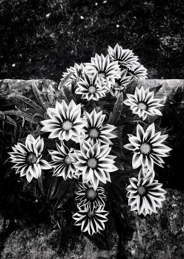 Gazanias by pattyblue