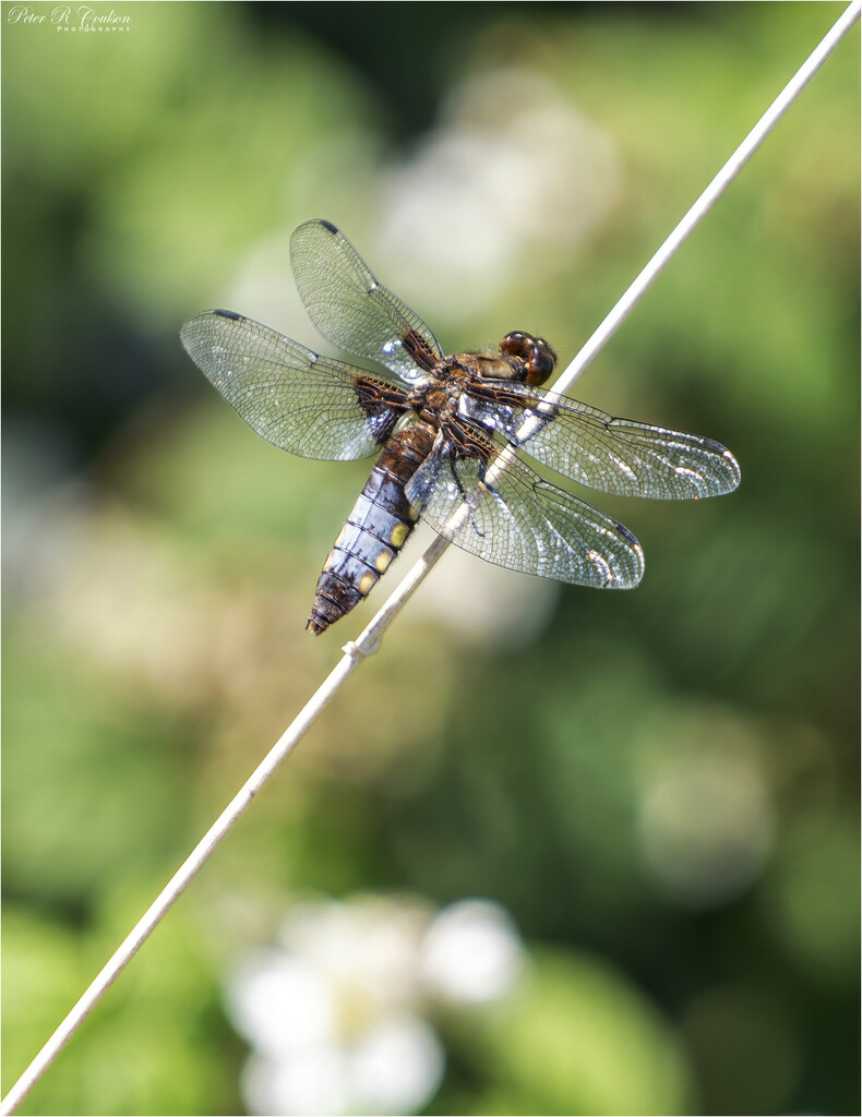 Dragonfly by pcoulson