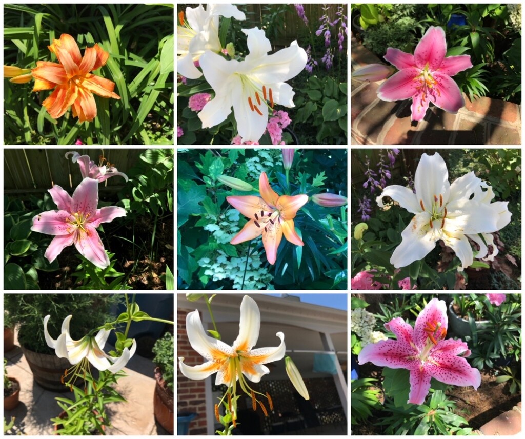 Lots of Lovely Lilies by allie912