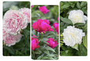 27th Jun 2023 - So Happy to see my Peonies Open!