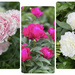So Happy to see my Peonies Open! by radiogirl