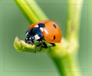 27th Jun 2023 - Ladybug