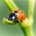 Ladybug by bluemoon