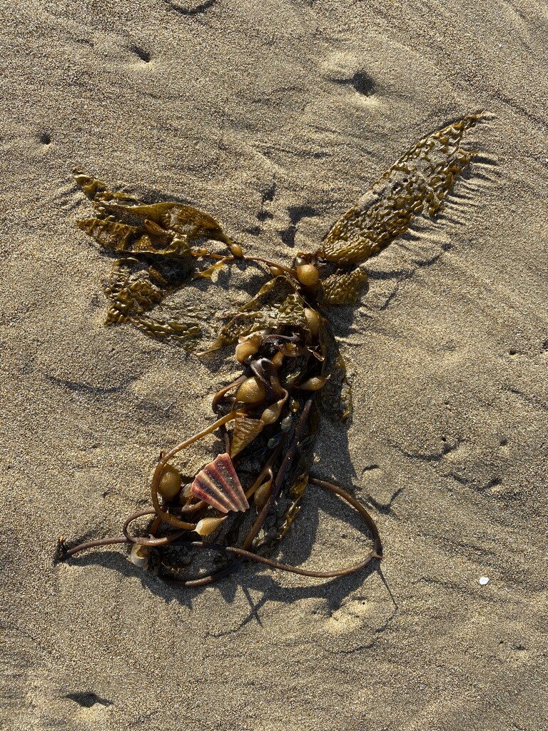Seaweed Angel by antlamb