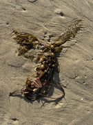 6th Jun 2023 - Seaweed Angel