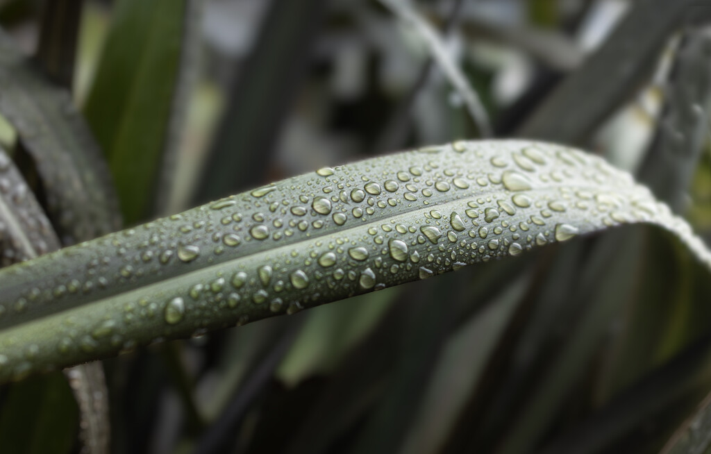 Raindrops on ......flax by suez1e