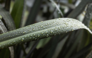 28th Jun 2023 - Raindrops on ......flax