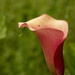 Calla Lily by lstasel