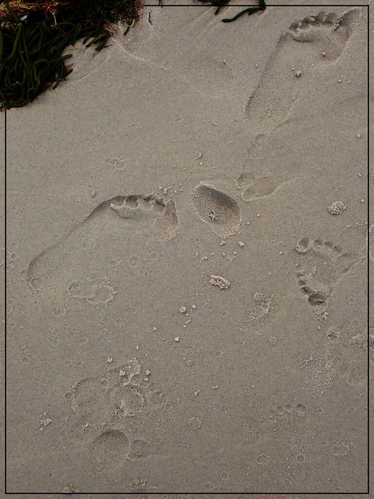 Cape Cod Footsteps by olivetreeann