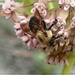 Polinator Power by olivetreeann