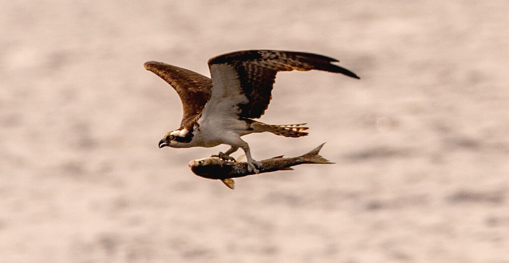 Osprey With Lunch! by rickster549