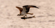 27th Jun 2023 - Osprey With Lunch!
