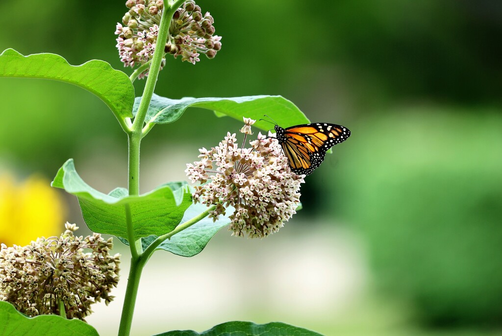 Milkweed and Monarch by lynnz