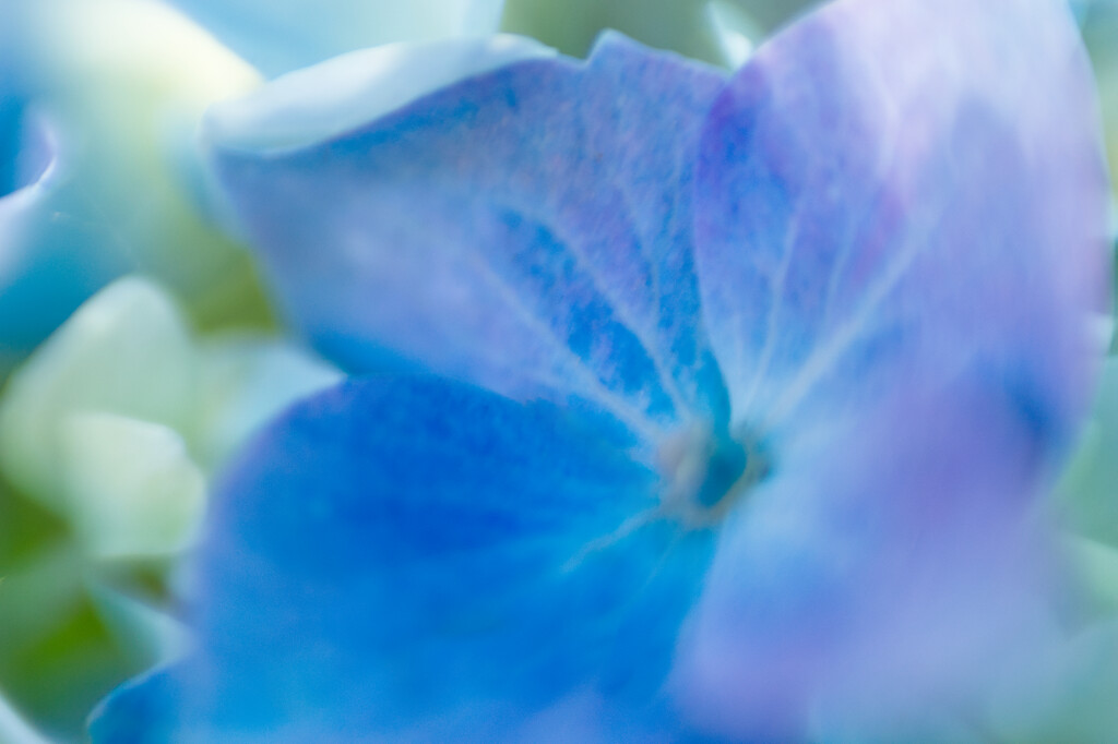 Blue Bloom by joysabin