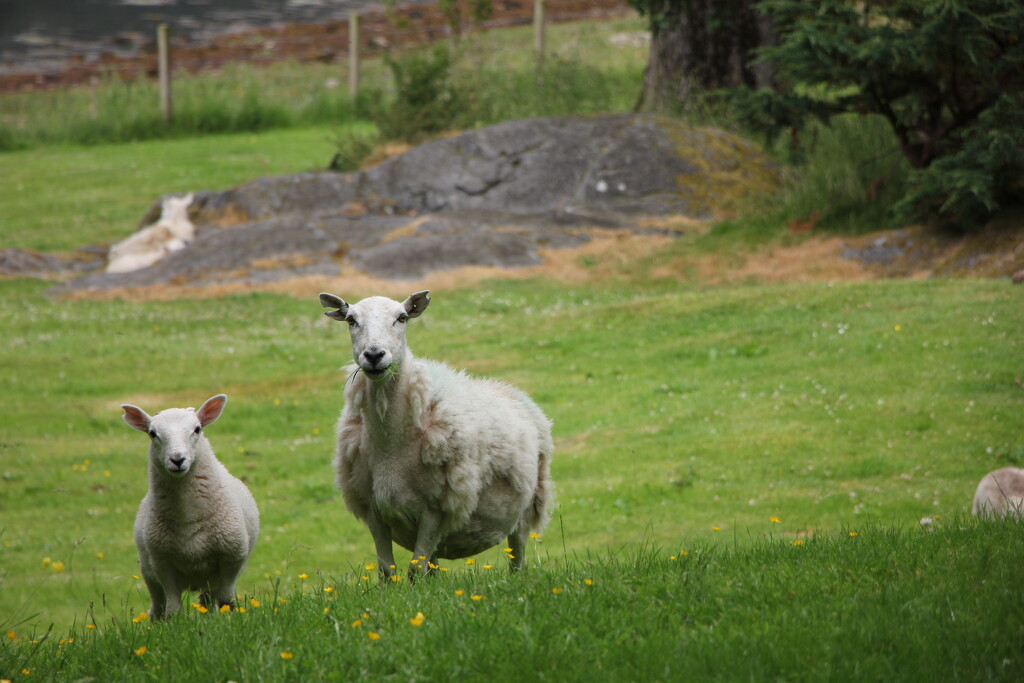The Lawn Mowers by jamibann