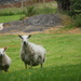 The Lawn Mowers by jamibann