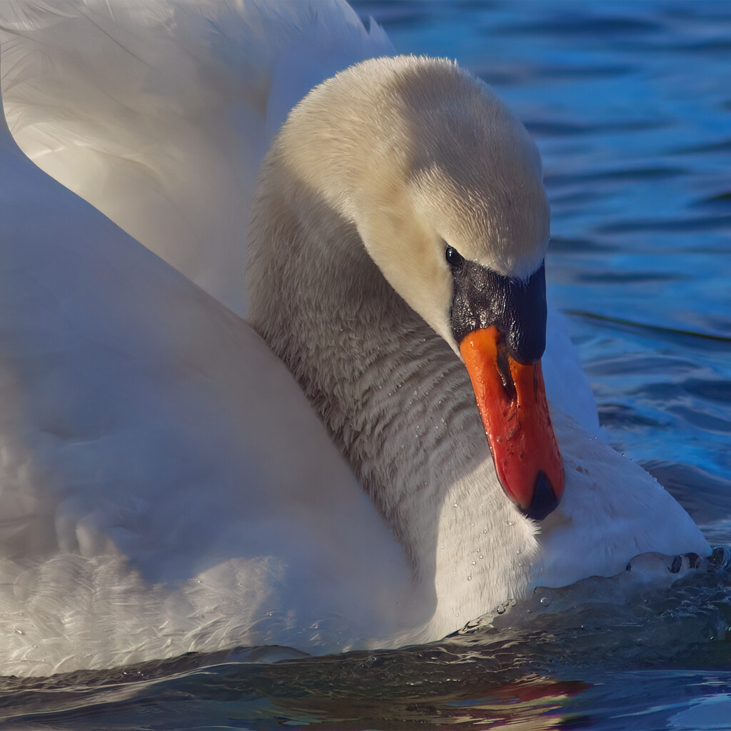 Swan close up by davidrobinson