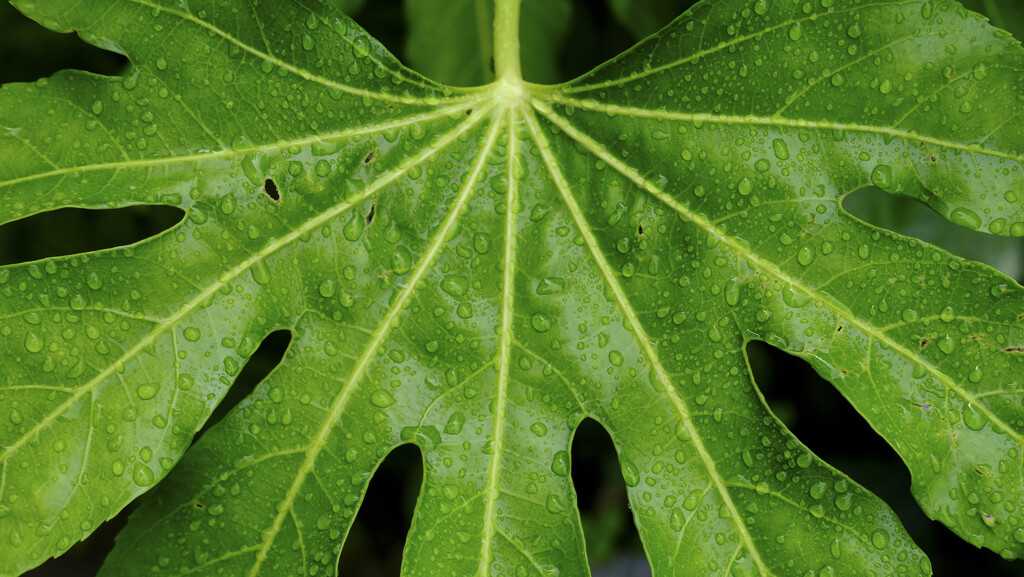 leaf by kametty