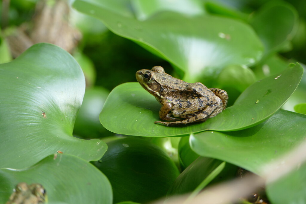 Leopard Frog by sunnygreenwood