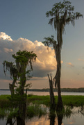 29th Jun 2023 - Florida cypress trees covered in Spanish moss