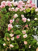 29th Jun 2023 - Walmsley Avenue Pink Roses.